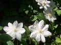 White Jackman Clematis / Clematis x jackmanii 